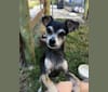 Kylie, a Chihuahua and Miniature Pinscher mix tested with EmbarkVet.com