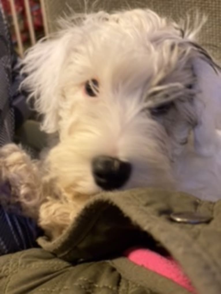 Marceline, a Sealyham Terrier tested with EmbarkVet.com