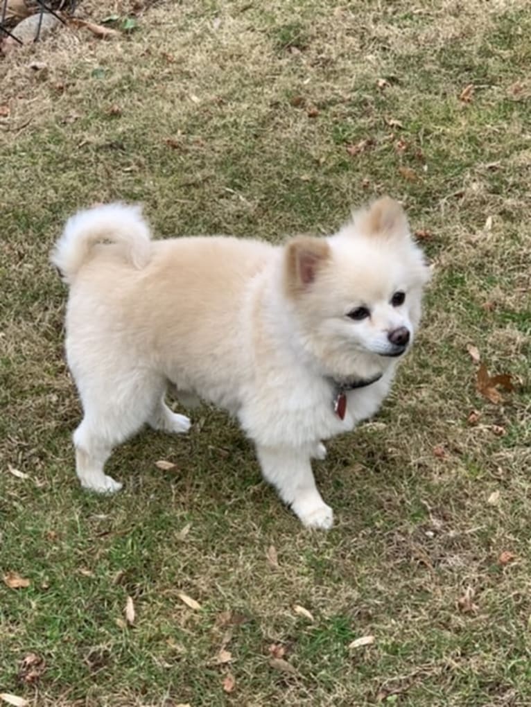 Rockwell, a Pomeranian and Australian Shepherd mix tested with EmbarkVet.com