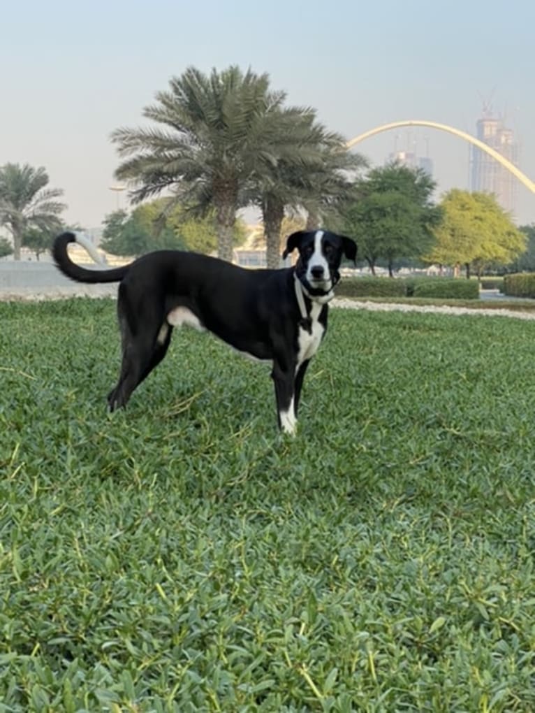 Flynn, an Arabian Village Dog tested with EmbarkVet.com