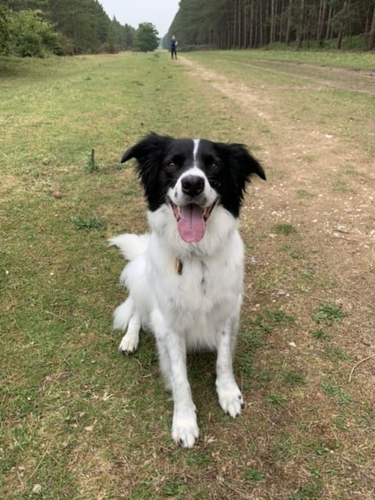 Oliver, a Border Collie and Australian Shepherd mix tested with EmbarkVet.com