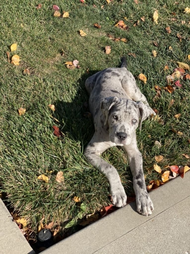 River, a Neapolitan Mastiff and Mastiff mix tested with EmbarkVet.com