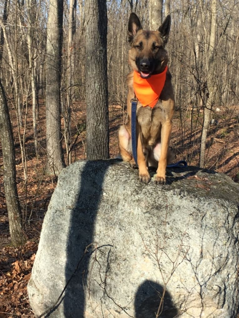 Munch, a German Shepherd Dog and Belgian Malinois mix tested with EmbarkVet.com