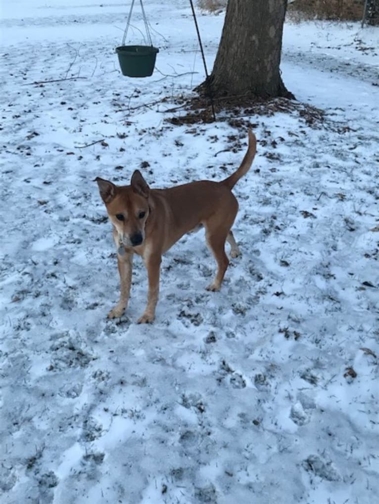 Rocco, an Australian Cattle Dog and American Pit Bull Terrier mix tested with EmbarkVet.com