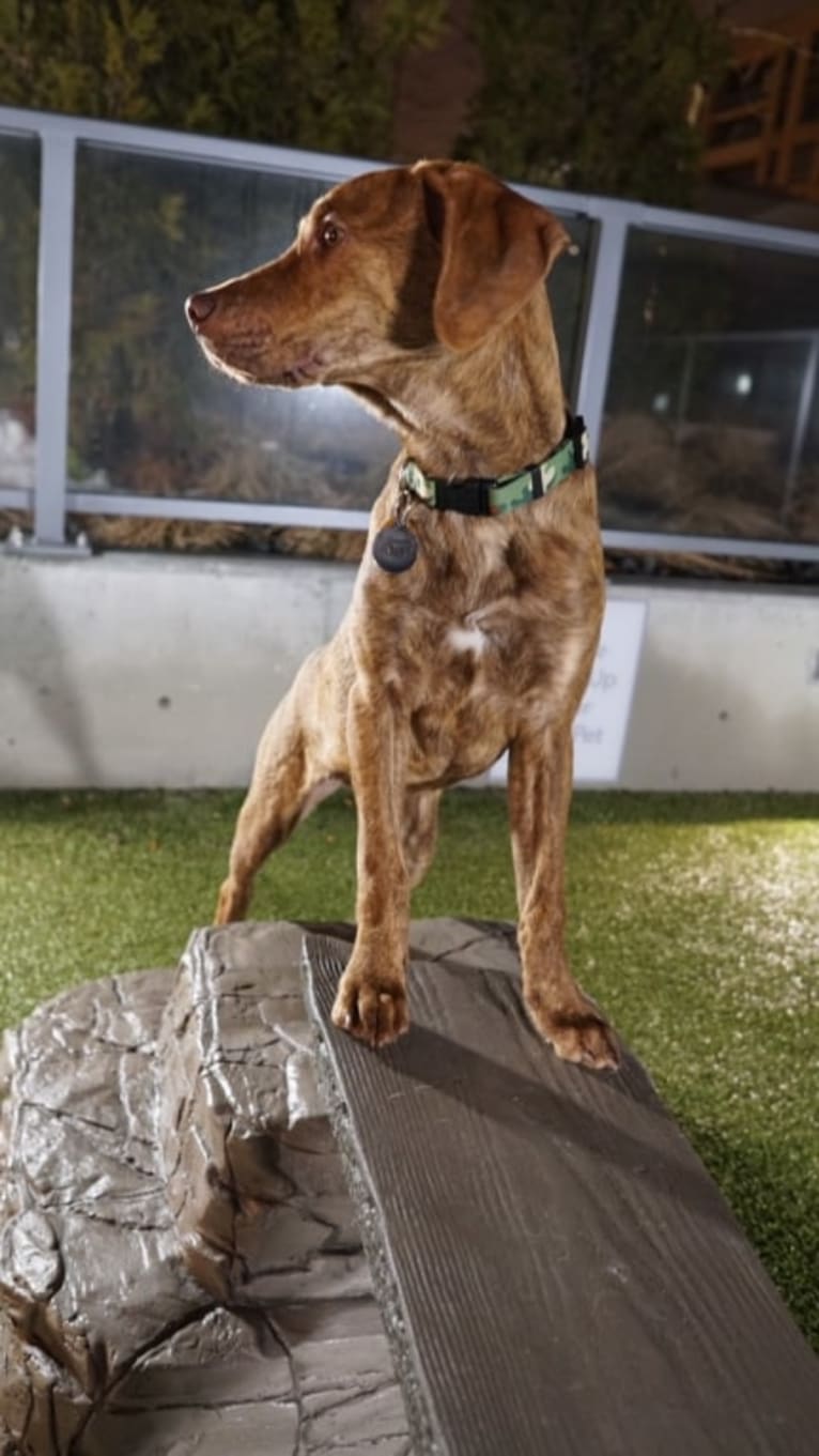 Lloyd, a Mountain Cur and American Pit Bull Terrier mix tested with EmbarkVet.com