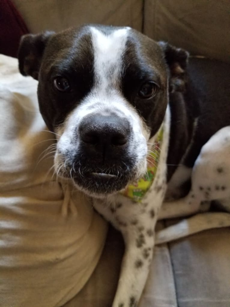 Boston terrier staffordshire discount terrier mix