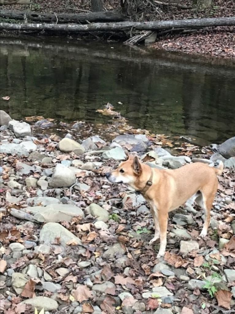 Rocco, an Australian Cattle Dog and American Pit Bull Terrier mix tested with EmbarkVet.com