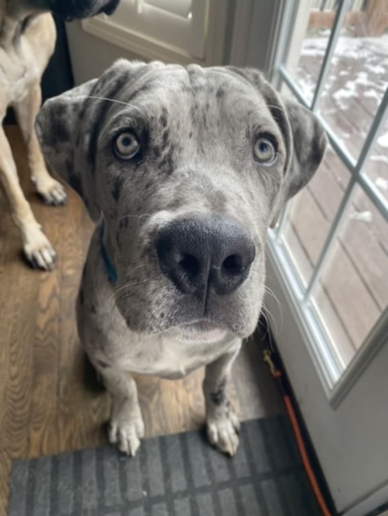 River, a Neapolitan Mastiff and Mastiff mix tested with EmbarkVet.com