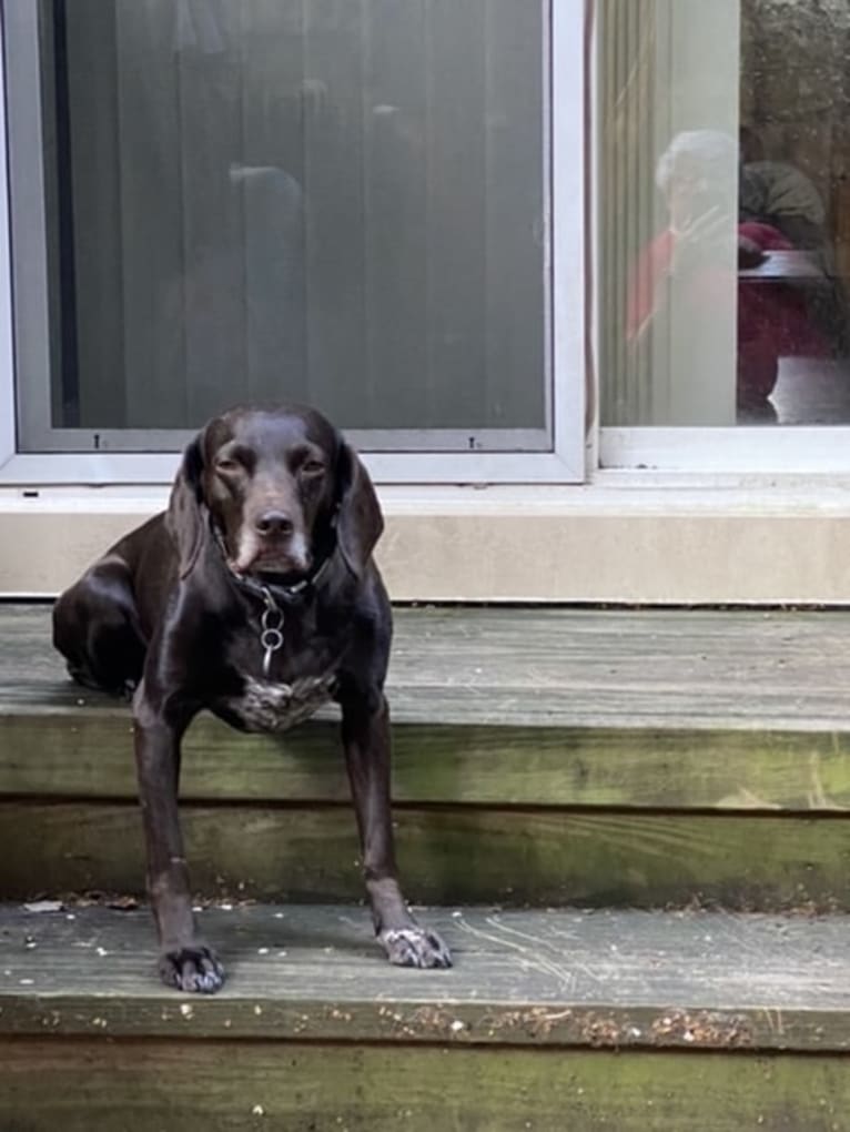 Ricky, a Boykin Spaniel and German Shorthaired Pointer mix tested with EmbarkVet.com