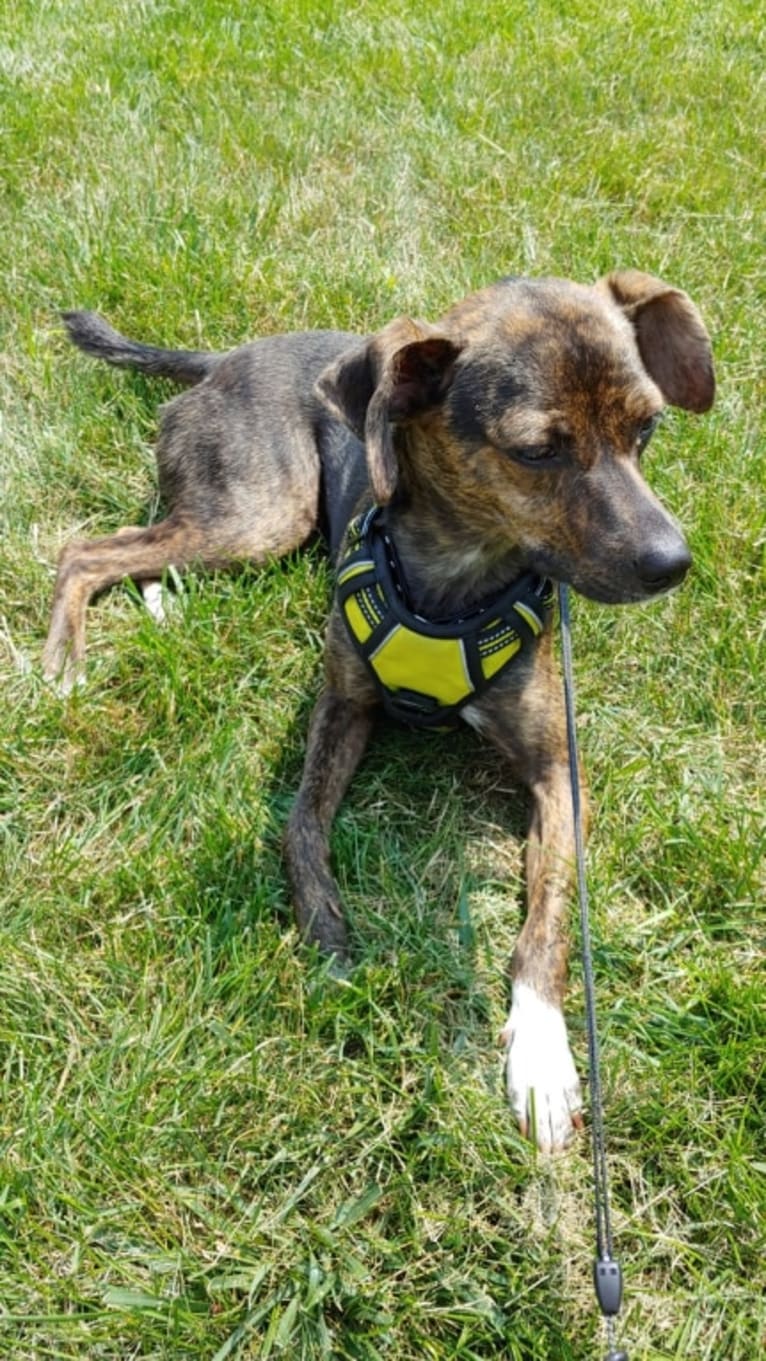 Wendy Darling, a Mountain Cur tested with EmbarkVet.com