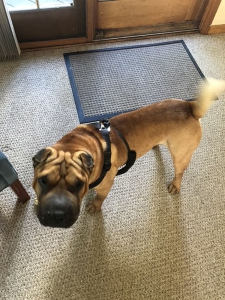 Buster Brown, a Chinese Shar-Pei tested with EmbarkVet.com