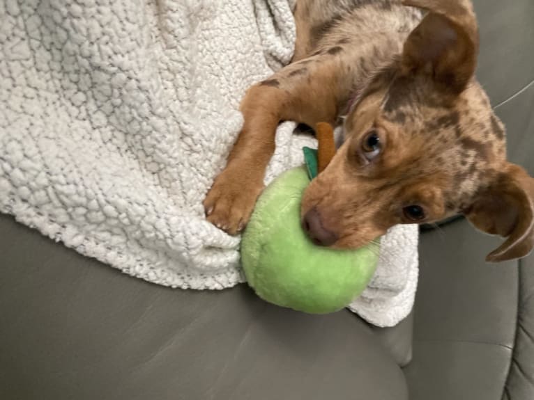 Mokie, a Dachshund and Russell-type Terrier mix tested with EmbarkVet.com