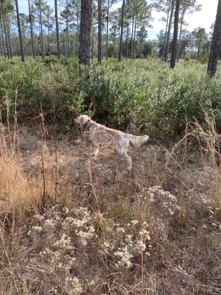 Toby, a Llewellin Setter tested with EmbarkVet.com