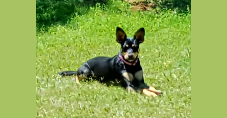 Sadie, a Rat Terrier and Chihuahua mix tested with EmbarkVet.com
