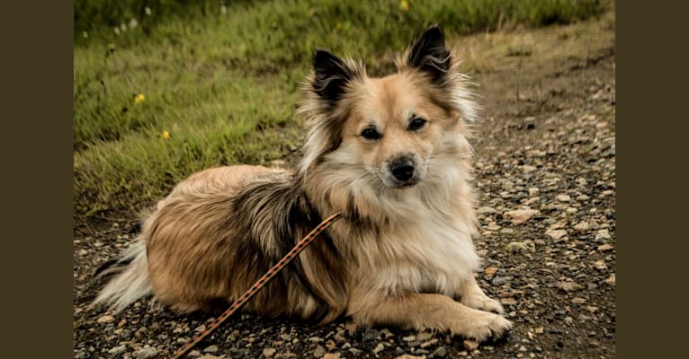 Chihuahua sheepdog mix hot sale