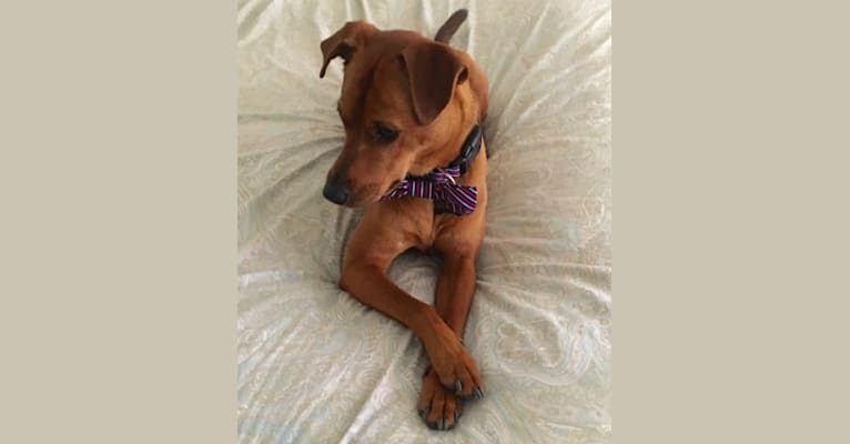 Chow chow miniature cheap pinscher mix