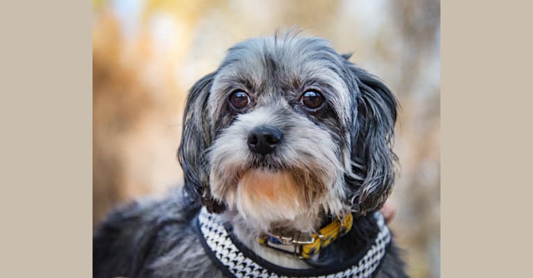 Sassy, a Shih Tzu and Miniature Pinscher mix tested with EmbarkVet.com