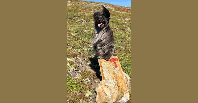 Photo of Brie Streetsmart Extreme Braveheart, a Pyrenean Shepherd  in Polen
