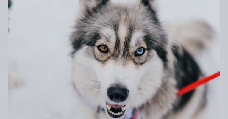 Storm, a Siberian Husky and German Shepherd Dog mix tested with EmbarkVet.com