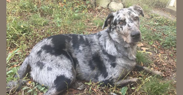 Rufio, a Catahoula Leopard Dog and Australian Shepherd mix tested with EmbarkVet.com