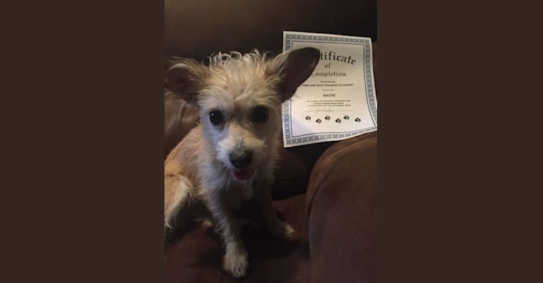 Mazie, a Rat Terrier and Miniature Schnauzer mix tested with EmbarkVet.com