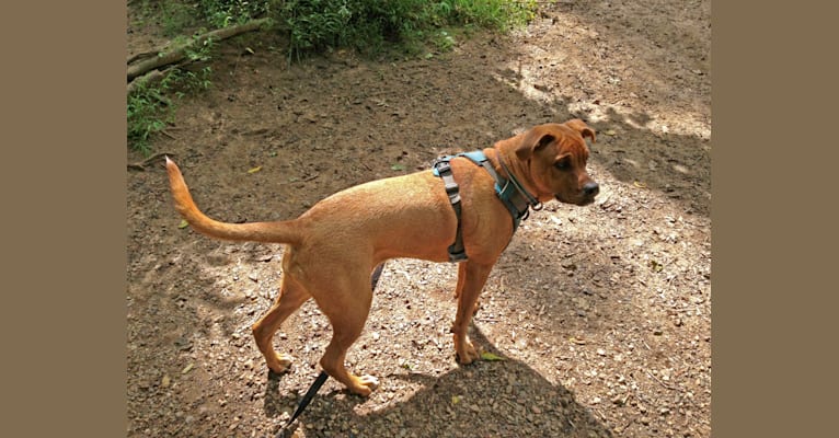 Embark Dog DNA Test Breed