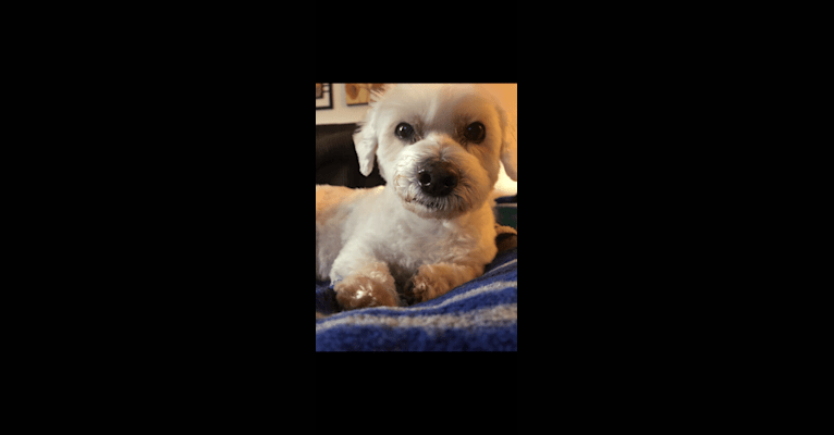 Jimmy, a Bichon Frise and Maltese mix tested with EmbarkVet.com