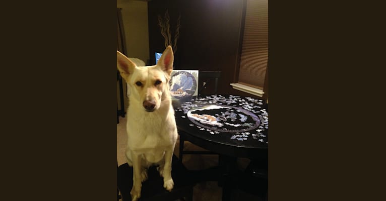 Anna, a German Shepherd Dog and Siberian Husky mix tested with EmbarkVet.com