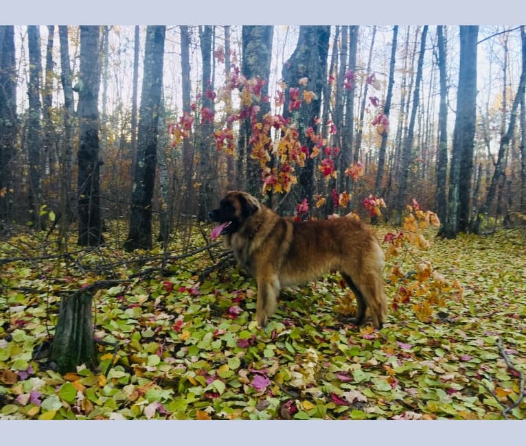 Countryhills Winston, a Leonberger tested with EmbarkVet.com