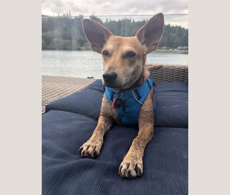Mini pinscher german shepherd mix sales