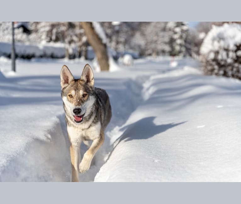 Maya, a Saarloos Wolfdog tested with EmbarkVet.com