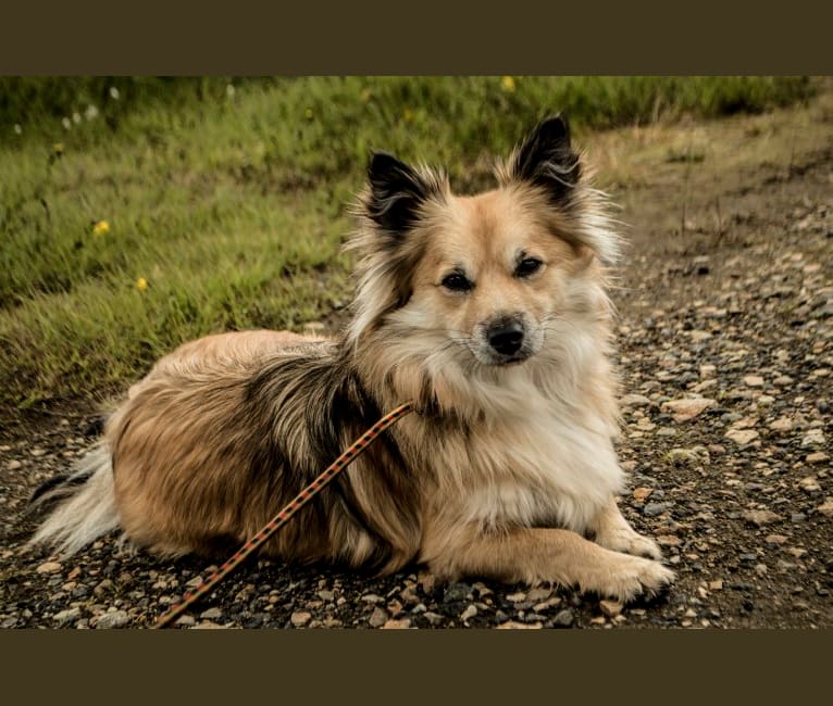 Sheepdog hybrid top