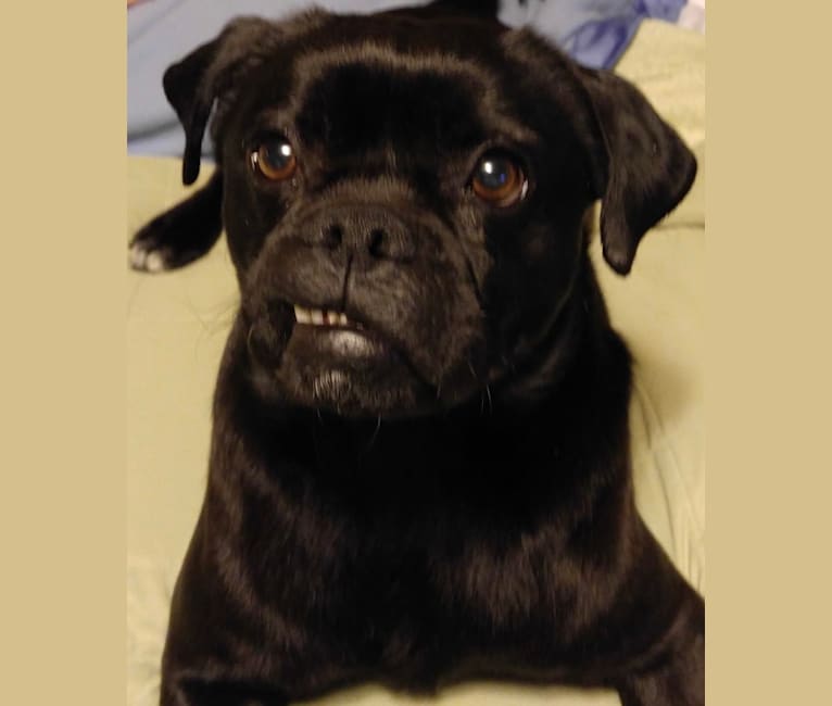 Pug x border collie shop