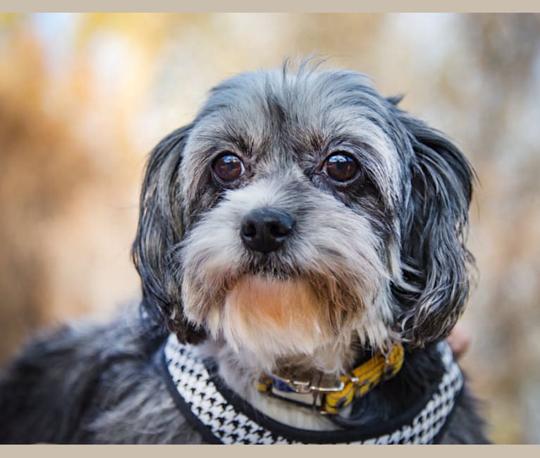 Sassy, a Shih Tzu and Miniature Pinscher mix tested with EmbarkVet.com