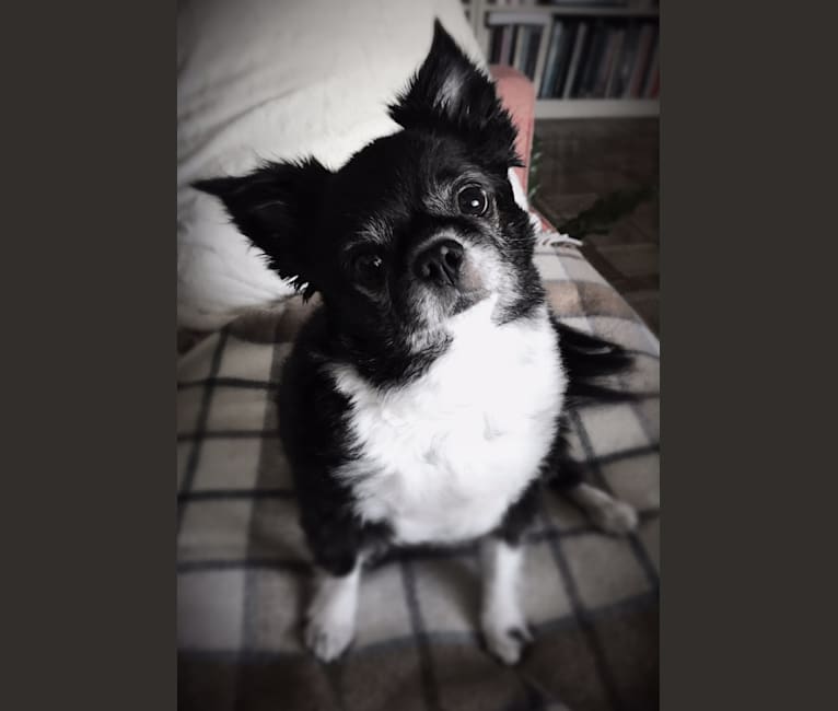 Herschel, a Chihuahua and Pekingese mix tested with EmbarkVet.com
