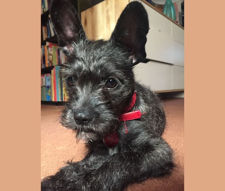 Fergie, a French Bulldog and Miniature Schnauzer mix tested with EmbarkVet.com