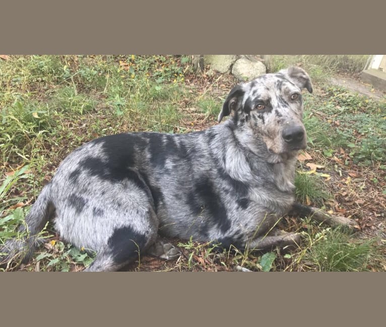 Rufio, a Catahoula Leopard Dog and Australian Shepherd mix tested with EmbarkVet.com