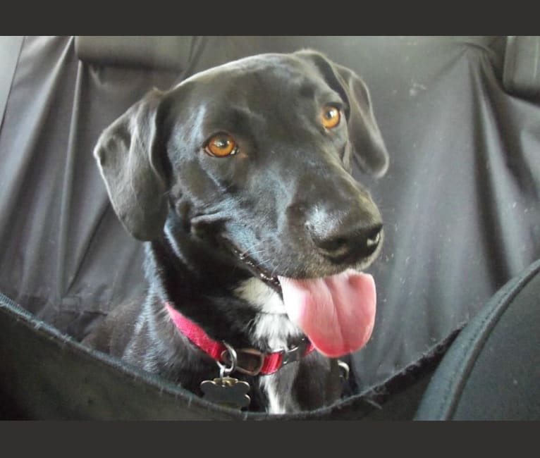 Daisy, a Labrador Retriever and Basset Hound mix tested with EmbarkVet.com