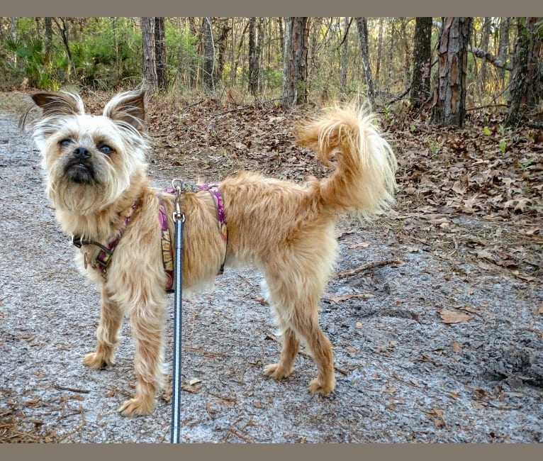 Reese, a Brussels Griffon and Poodle (Small) mix tested with EmbarkVet.com