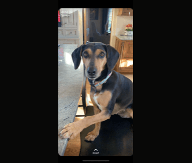 Black and tan mountain new arrivals cur