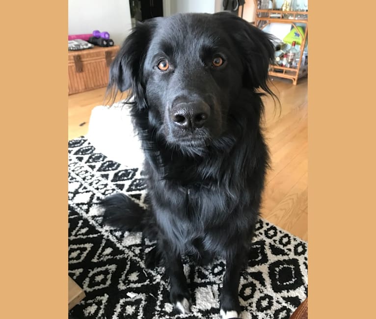 Jupiter, a Great Pyrenees and Labrador Retriever mix tested with EmbarkVet.com