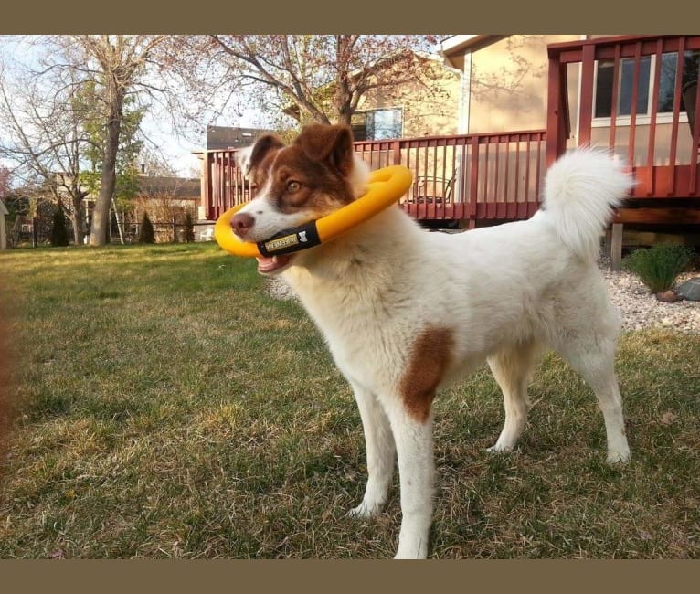 Luna Petunia, a German Shepherd Dog and Australian Cattle Dog mix tested with EmbarkVet.com
