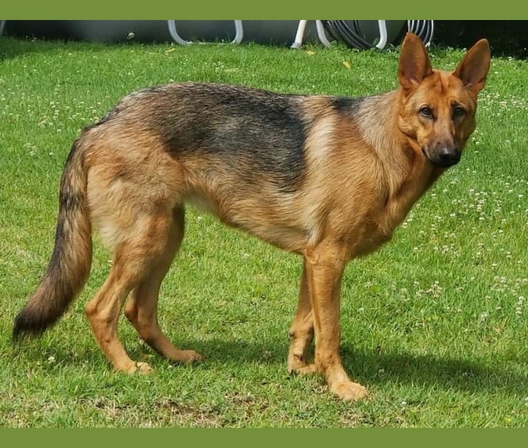 Skyla, a German Shepherd Dog tested with EmbarkVet.com