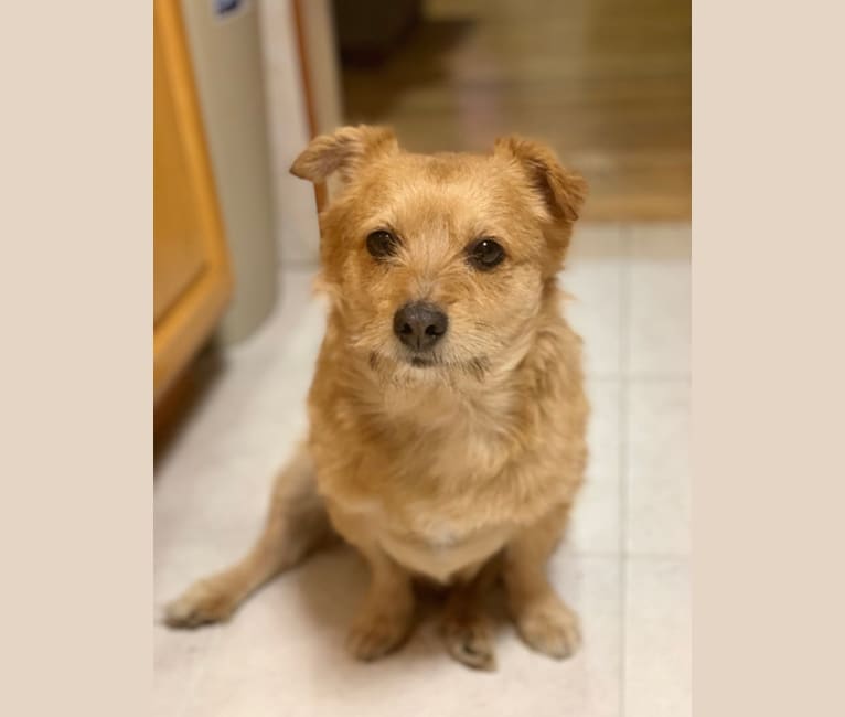 Chops, a Silky Terrier and Pomeranian mix tested with EmbarkVet.com