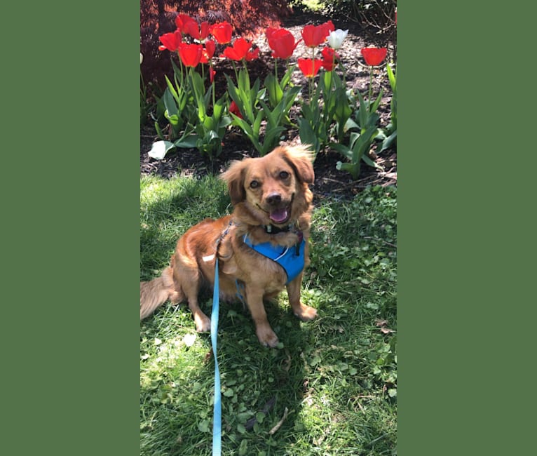 Maggie, a Chihuahua and Labrador Retriever mix tested with EmbarkVet.com