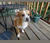 Agnes, a Chihuahua and Shih Tzu mix tested with EmbarkVet.com
