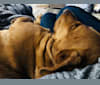 Skip, a Labrador Retriever and Chow Chow mix tested with EmbarkVet.com