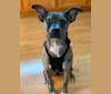 Winnie, an American Pit Bull Terrier and Australian Shepherd mix tested with EmbarkVet.com