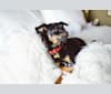Rivington, a Chihuahua and Miniature Pinscher mix tested with EmbarkVet.com