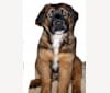 LoKi, an American Bulldog and Rottweiler mix tested with EmbarkVet.com